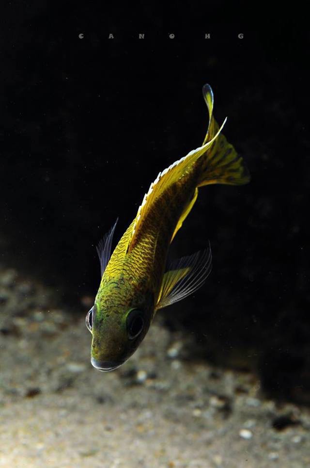 Aulonocara baenschi 'Nkhomo reef'